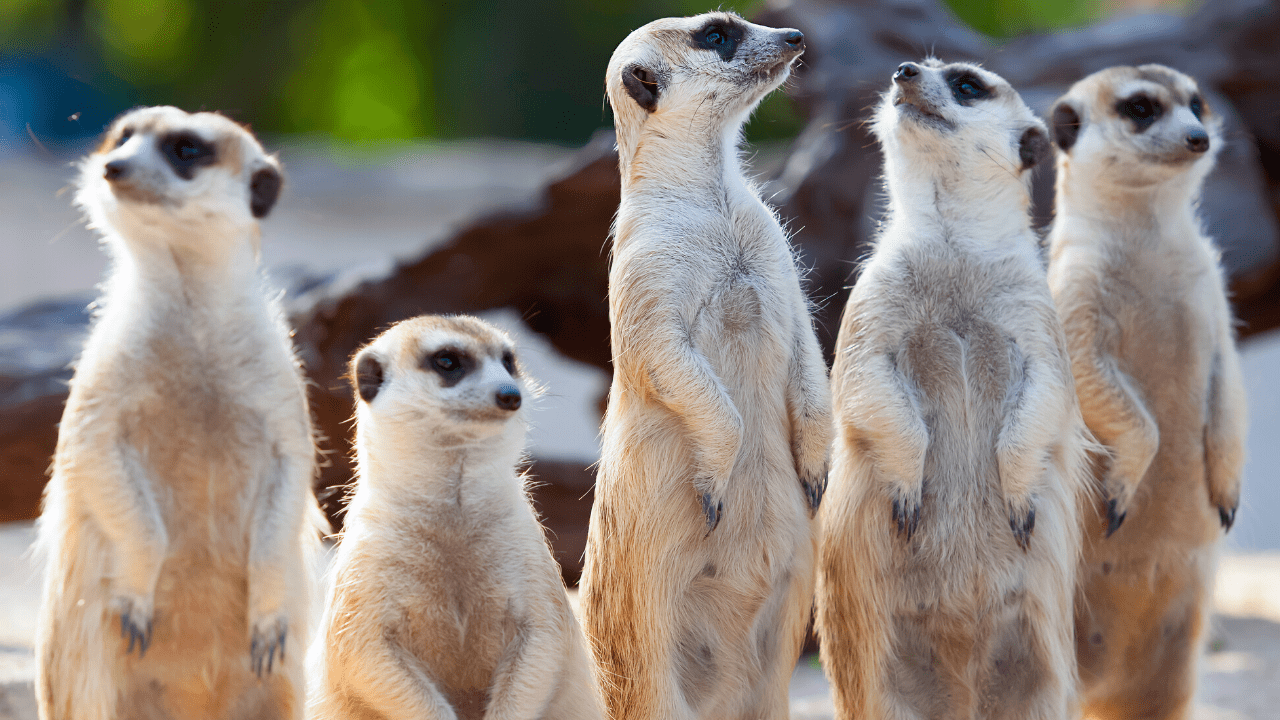 Featured image of post Funny Virtual Video Backgrounds For Zoom / The best zoom backgrounds & microsoft teams backgrounds for video conferences.