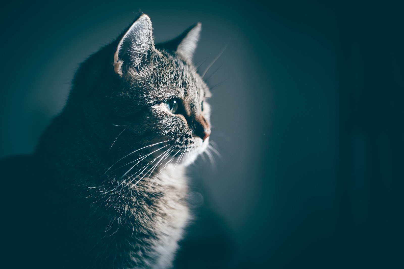19 creative ways to capture the purr-fect cat portrait, image size:1600x1067