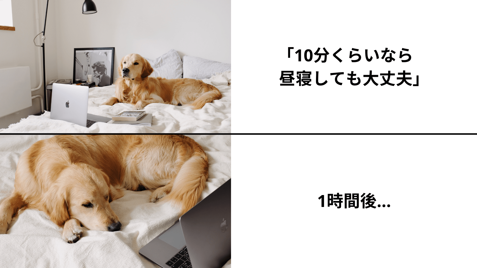 How to make a meme - Canva How to make a meme - Canva