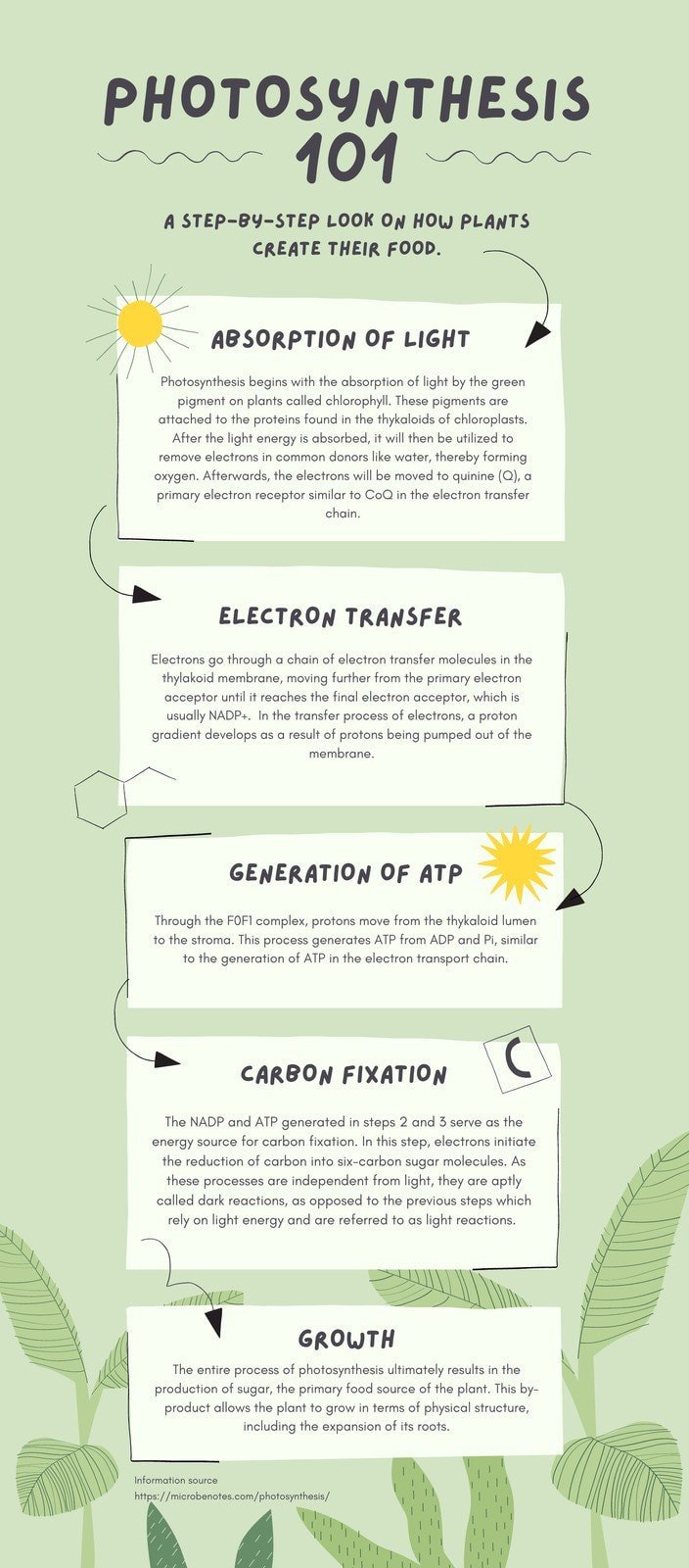 Green Organic Natural Photosynthesis Biology Infographic 