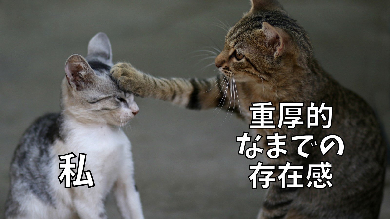 猫 猫手 頭の上 存在感 写真とテキスト ミーム 猫 猫手 頭の上 存在感 写真とテキスト ミーム