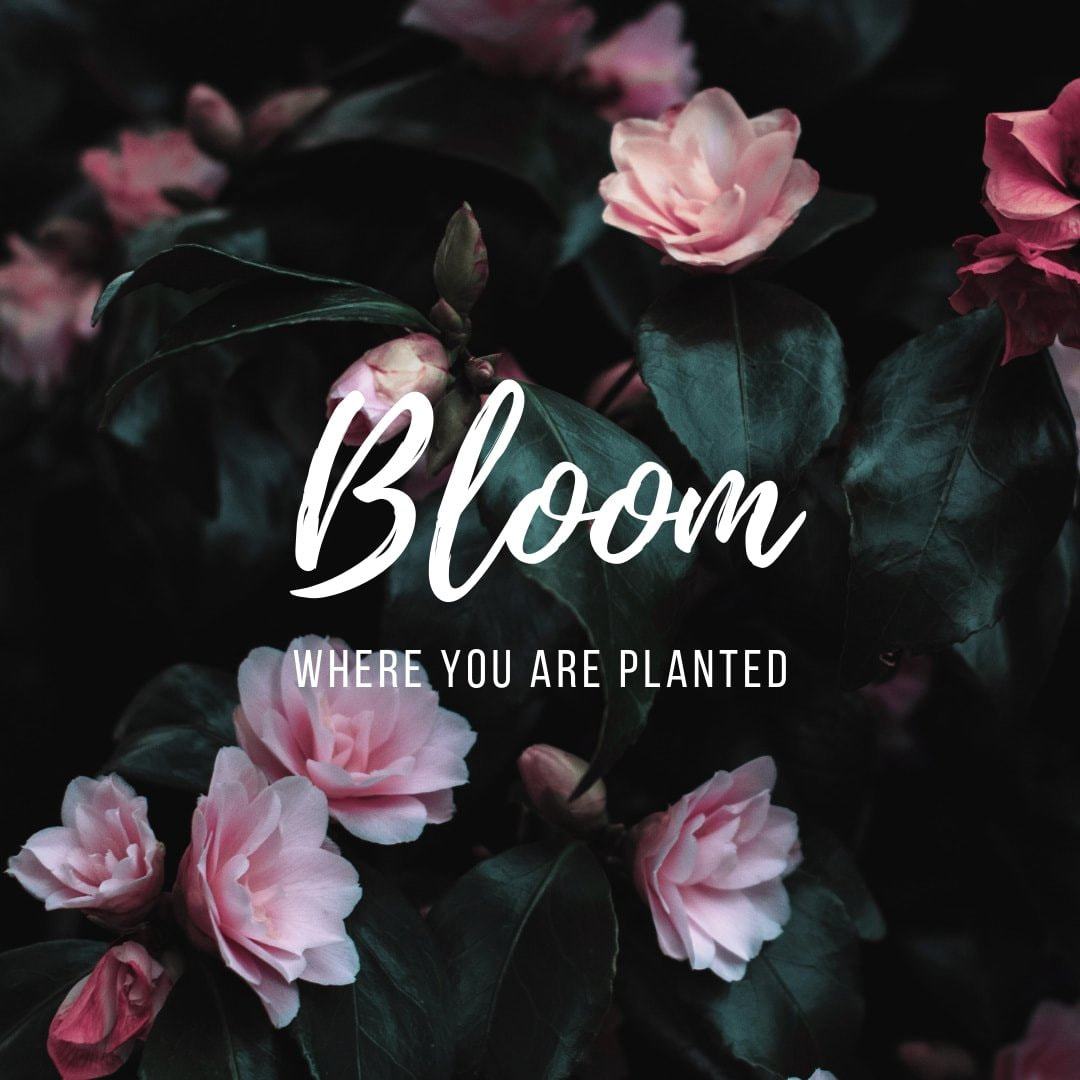 How to set up your Instagram account and get followers