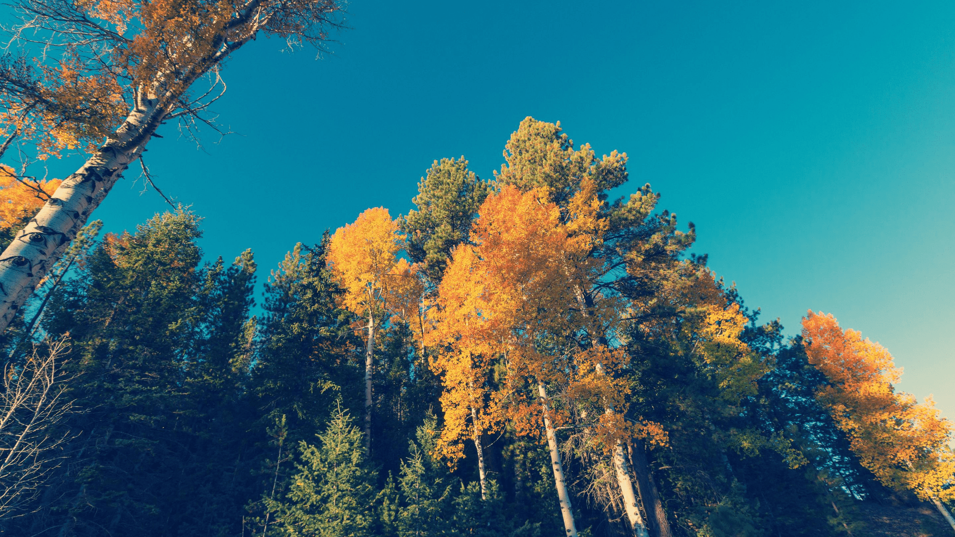 Обои на осень: 100 вдохновляющих фонов для рабочего стола – Canva