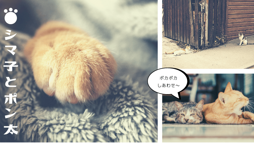 猫の日のデザインを作成 無料テンプレートでおしゃれなデザインが簡単に作れる Canva