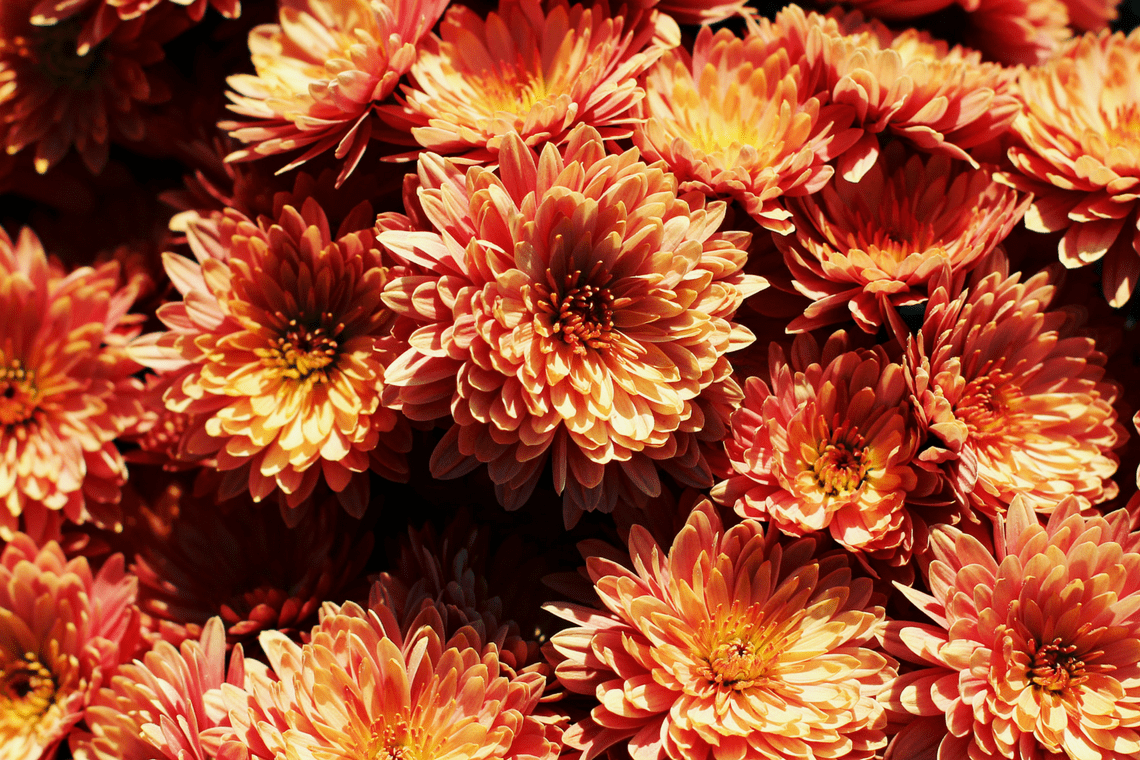Color Combination Bronzed Mums Canva's Design Wiki