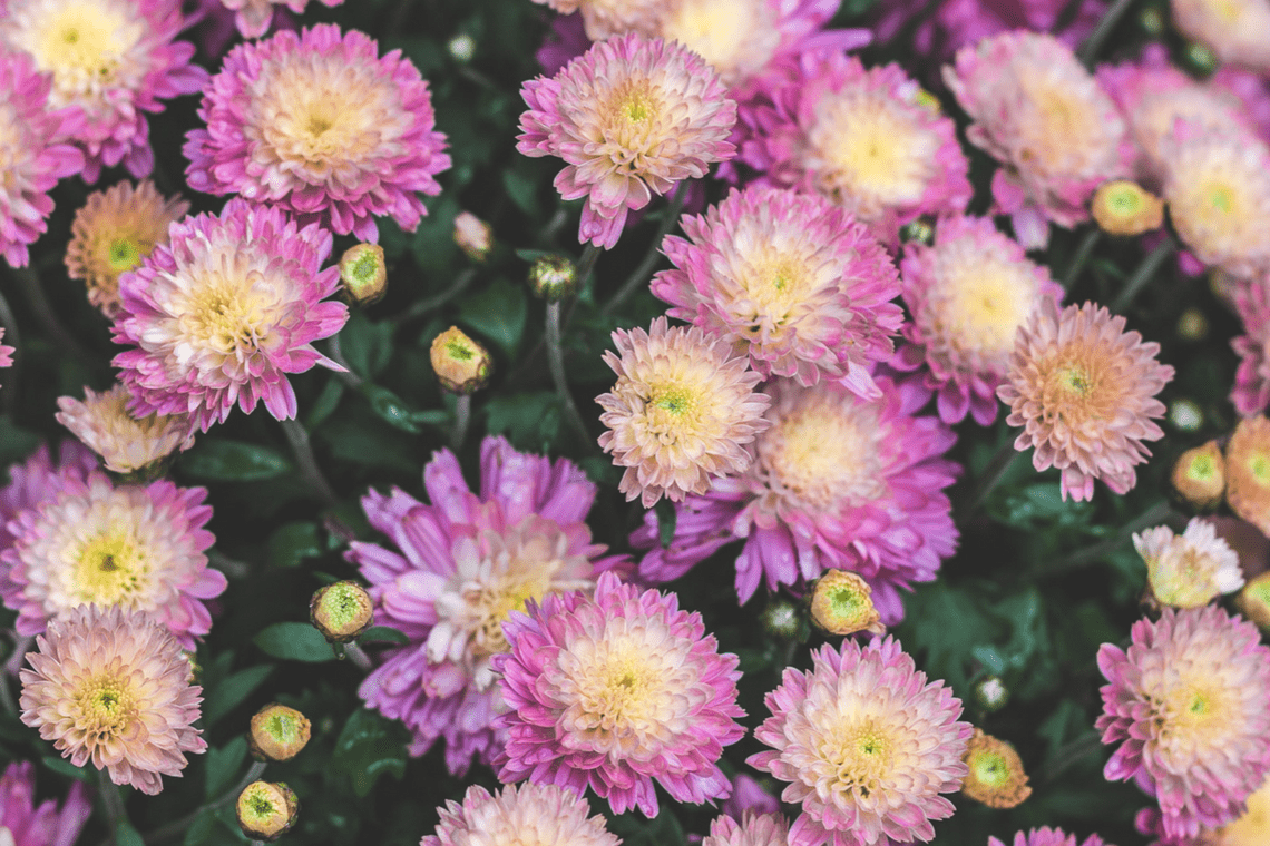 Color Combination Baby Mums Canva's Design Wiki