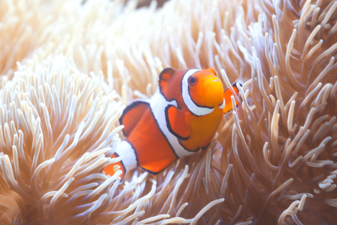 Color Combination Clownfish and Corals - Canva's Design Wiki