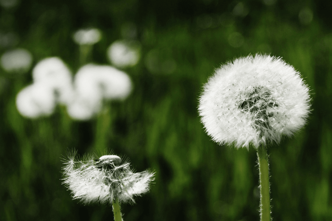 Color Combination Cotton Dandelions Canva's Design Wiki