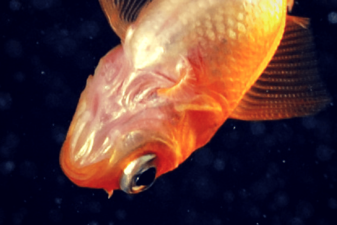 Color Combination Goldfish Belly Canva's Design Wiki