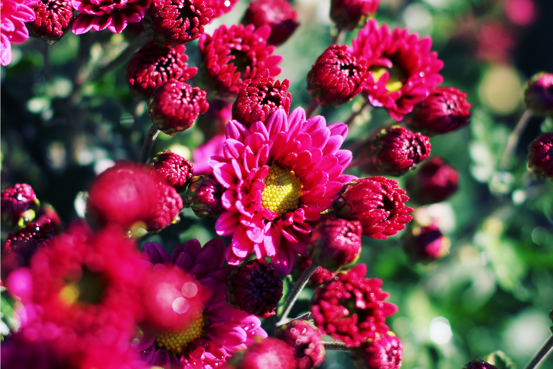 Color Combination Blushing Mums Canva's Design Wiki